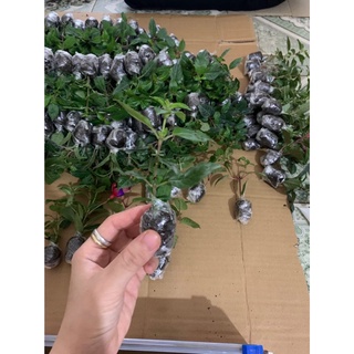 5 Cây giống Hoa Lồng Đèn