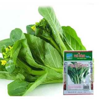 Hạt giống cải ngồng - gói 20 gram