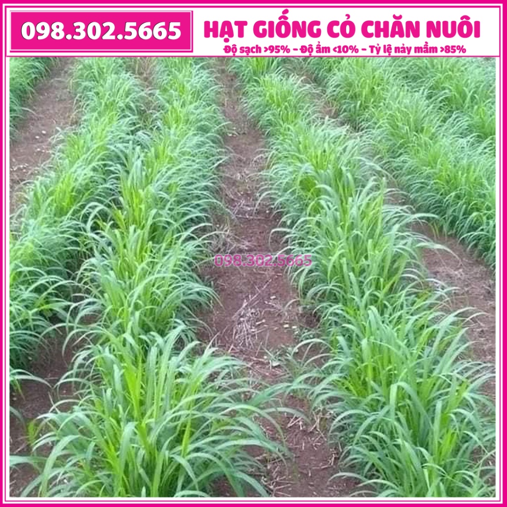 Combo 0,5kg cỏ xả Mobasa Ghine và 0,5kg cỏ Ngô Sudan Super BMR