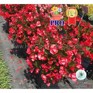 25h Hạt Giống Hoa Thu Hải Đường Bông To BIG Hồng Rose Lá Đồng (TL| -KD: B36*X60*M203)