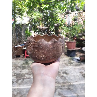 Chậu gáo dừa miệng kiểu