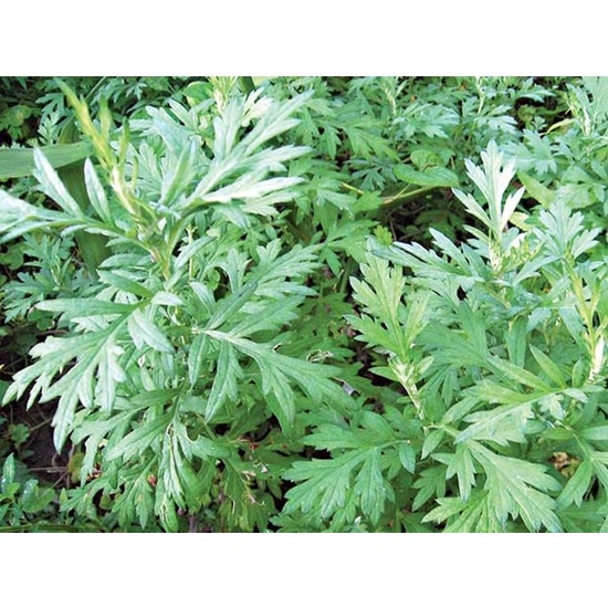 Cây ngãi cứu 500 gam phơi khô nhà làm sạch sẽ