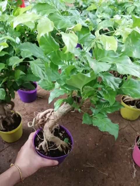 [Cây phong thủy] Cây hạnh phúc dáng bonsai siêu đẹp kèm chậu như hình