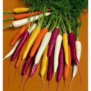 50h hạt giống cà rốt mix đủ màu , giàu vitamin , nảy mầm trên 95%