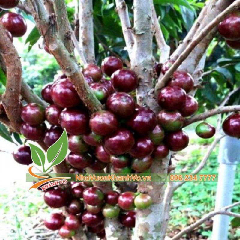 Hạt giống nho thân gỗ đỏ  12 vụ