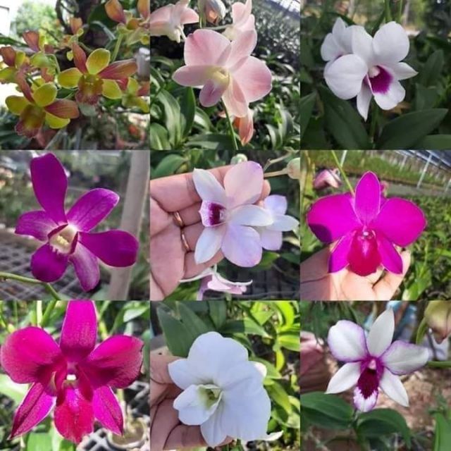 Hoa lan denro màu