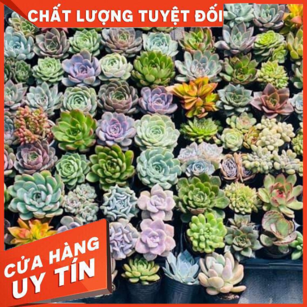 Sen đá size bầu 5-7cm ❌ FREE SHIP ❌ xuất xứ Đà Lạt, đã thuần khí hậu
