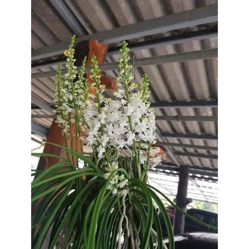 Hoa Lan Tổng Hợp 8 loại