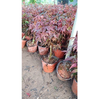Cây phong lá đỏ, cây nhập khẩu