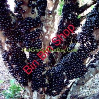 HẠT GIỐNG NHO THÂN GỖ ( 3 hạt )