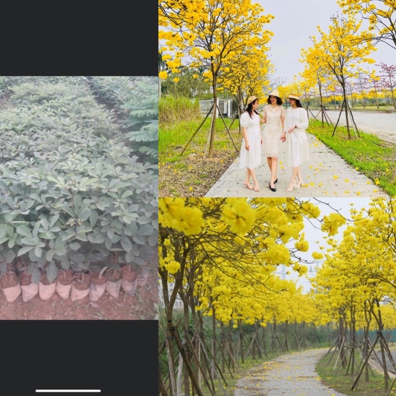 2 cây phong linh giống