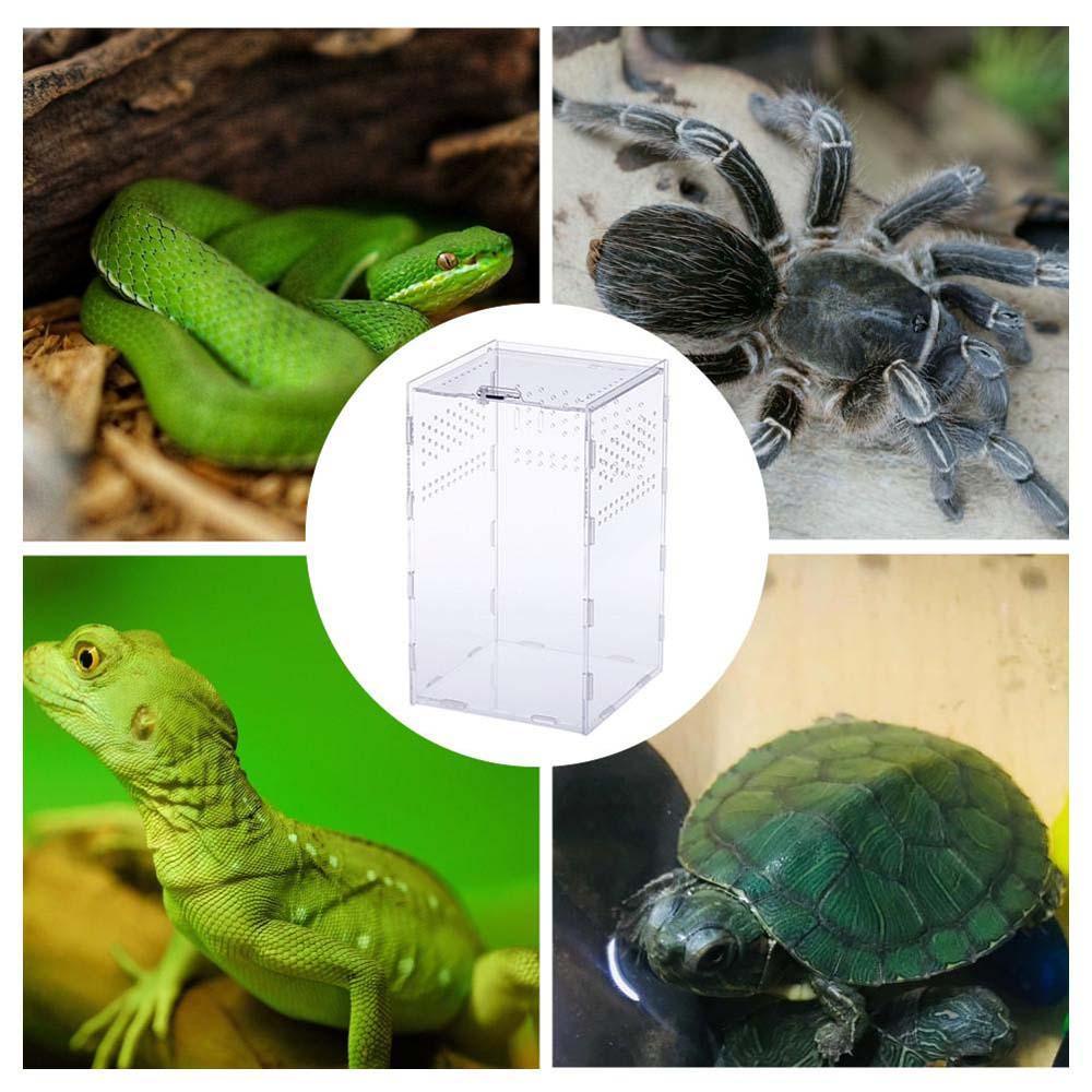Hộp Đựng Thức Ăn Trong Suốt Bắt Nhện Côn Trùng