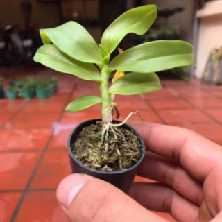 Dã Hạc Hồng Yên Thủy ( combo 2 cốc )