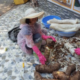 Củ Ráy Tía chuyên trị bệnh Gout, Đau xương khớp, phòng ung thư