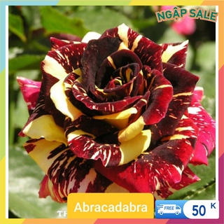 Cành Chiết Hồng Ngoại Abracadabra