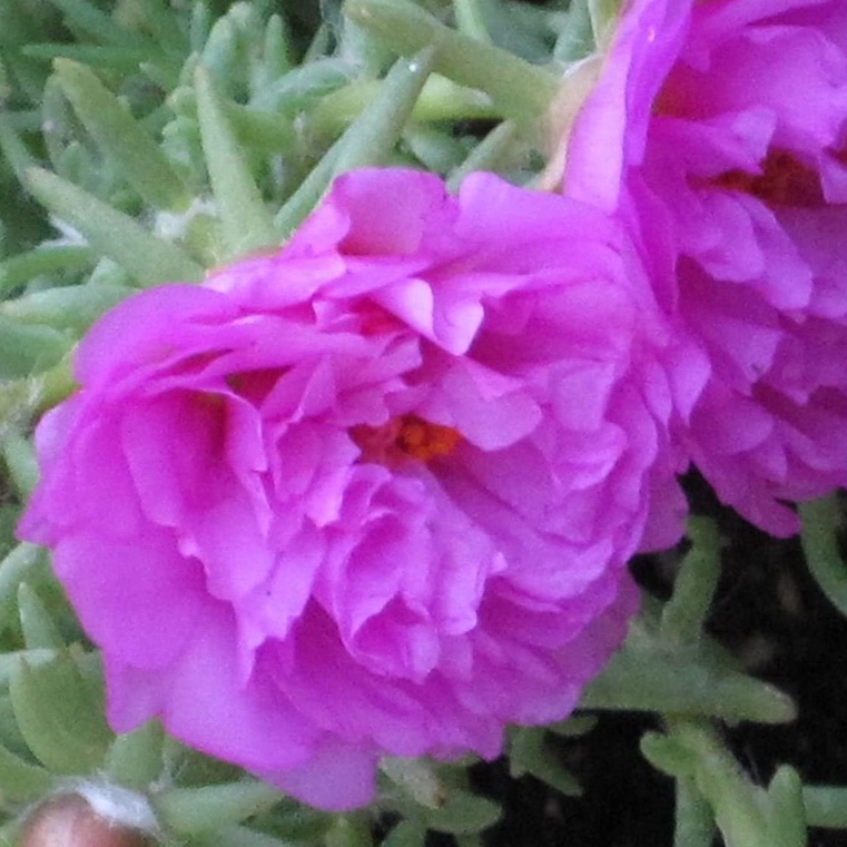 Hạt Giống mười giờ Portulaca Moss Rose ~ Cam ~ Có nhiều hạt trong hộp đựng, dễ dàng phát triển