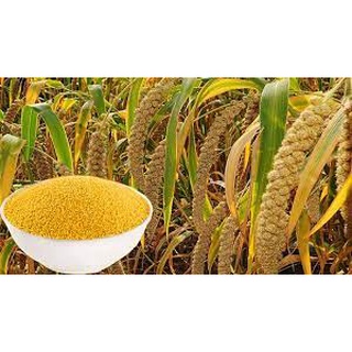 Hạt Kê vàng hữu cơ đã bóc vỏ 500Gr
