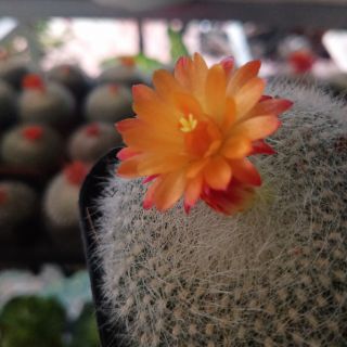 Xương rồng thiên nga (cam đỏ)