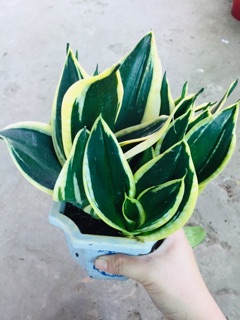 LƯỠI HỔ THÁI VÀNG LÙN
