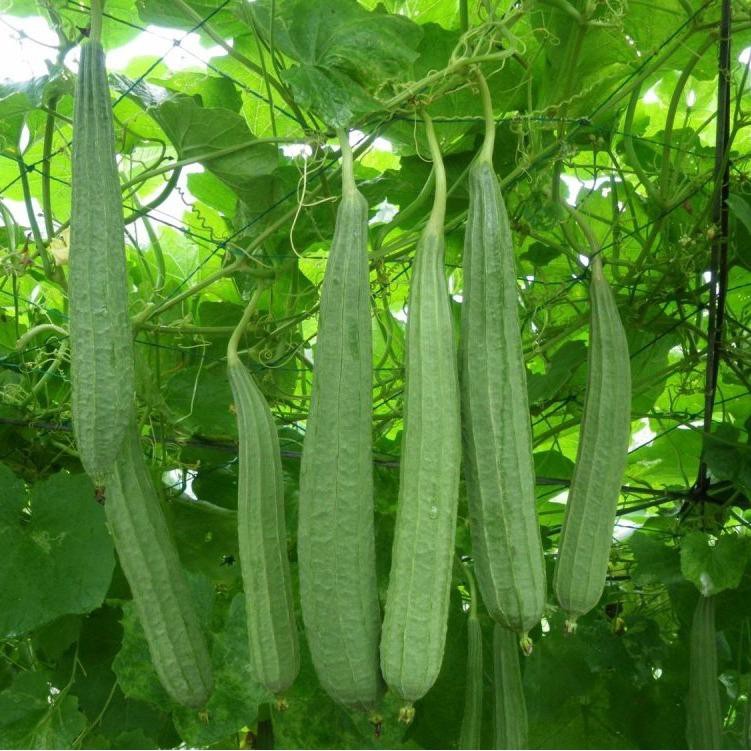 Hạt giống mướp khía Thái Lan - PNSeeds