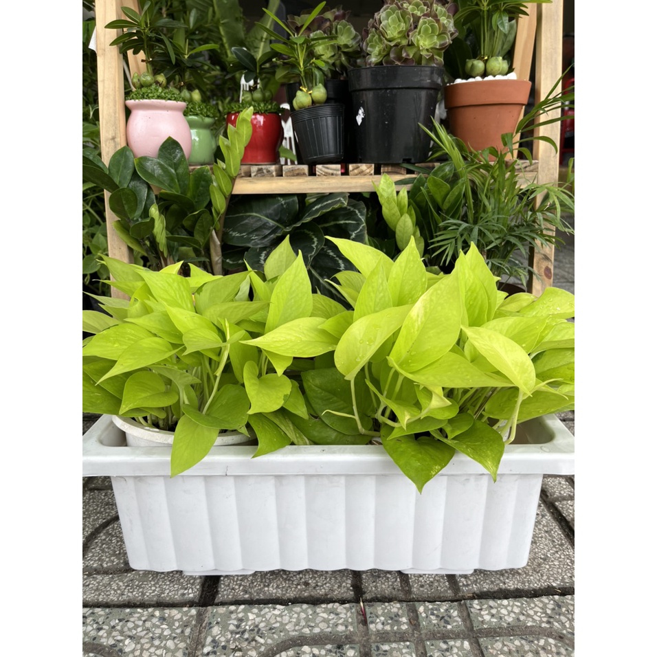 Chậu dài nhựa mini 48x20 phù hợp ban công nhỏ xinh, trồng được các loại hoa và rau