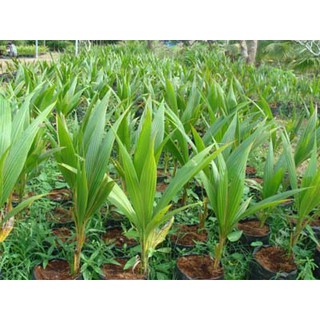 Cây Giống Dừa Sáp