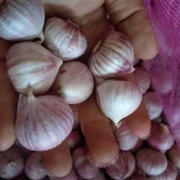 Tỏi cô đơn 1kg loại 1 Việt Nam, tỏi 1 nhánh đã chọn lọc