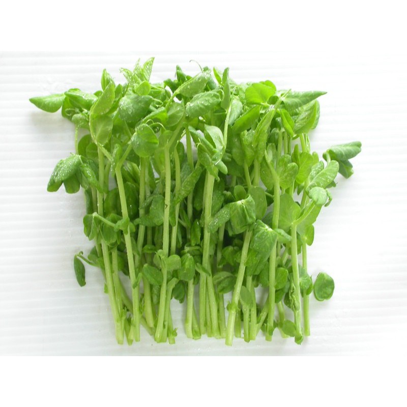 HẠT GIỐNG MẦM ĐẬU HÀ LAN - GÓI 50 GRAM