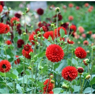 Hạt giống hoa Thược dược mix