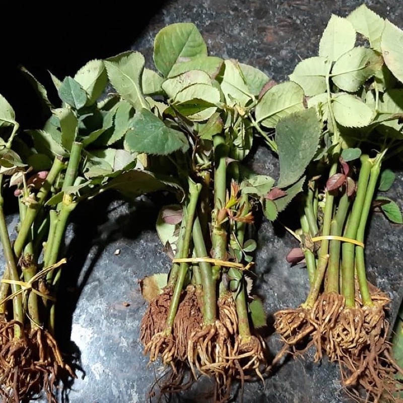 Siêu kích rễ-giâm chiết -ra nhánh -bật chồi cành cực mạnh