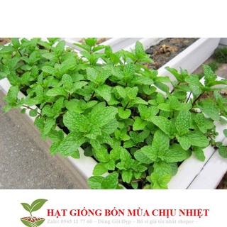 Hạt giống húng bạc hà 50h
