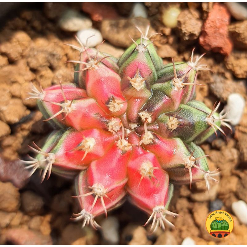 Xương rồng Jelly lem như viên kẹo ngọt ngào, dễ chăm