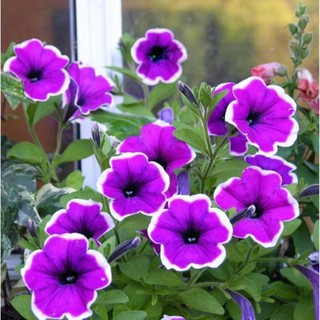 hạt giống hoa dạ yến thảo viền F1 200 hạt