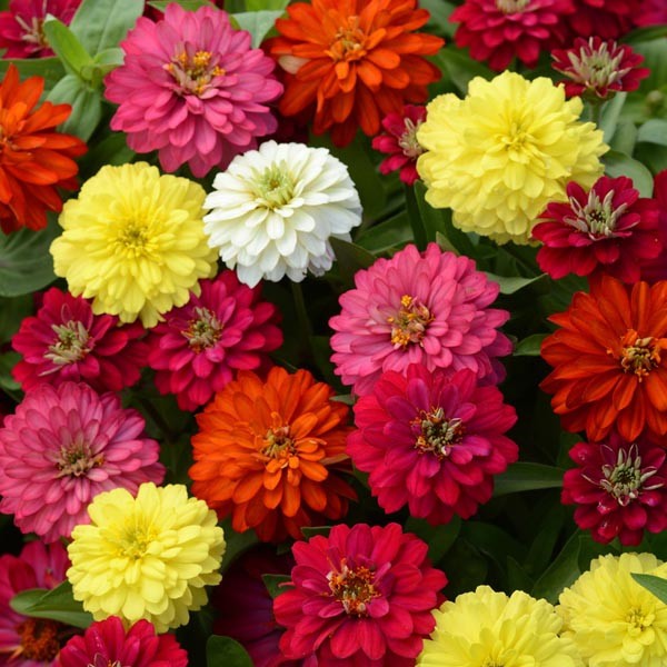 Hạt Giống Hoa Cúc Lá Nhám Kép FVN 15 hạt  - Dễ trồng, Nhiều hoa, Màu sắc sặc sỡ, Chịu nắng mưa