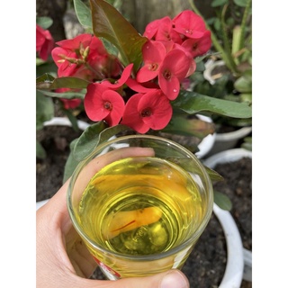 Saffron Spain Tây Ban Nha