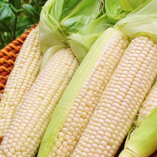 50 gam hạt giống bắp nếp nù