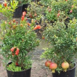 Cây Lựu đỏ siêu hoa trái