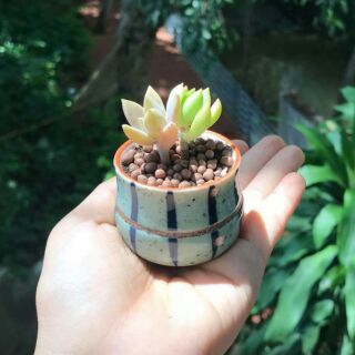 Ly gốm sứ trồng sen đá