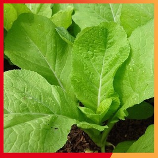 Hạt Giống Rau Cải Mơ Lùn 20gr