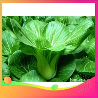 Hạt Giống Cải Chít - 100 Hạt [ Tặng bộ dụng cụ làm vườn Mini 3 món ] VIETGAR