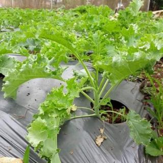 Bột Rau Cải Xoăn Kale