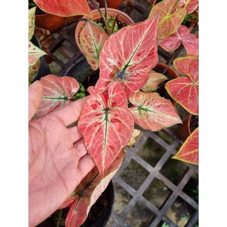 Cây môn dâu đỏ - caladium