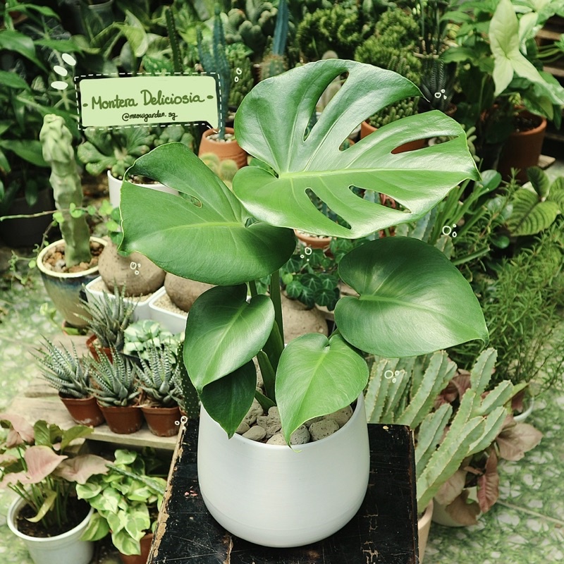 Monstera - Trầu bà lá xẻ Nam Mỹ | Cây đển bàn làm việc, văn phòng, nội thất
