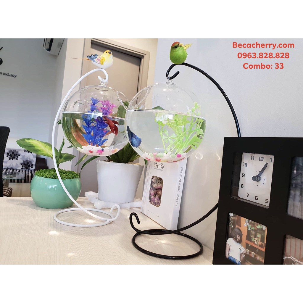 Bể Cá Mini Treo Trên Giá Combo 33 ( Tặng kèm combo 03 phụ kiện trang trí )