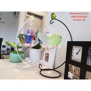 Bể Cá Mini Treo Trên Giá Combo 33 ( Tặng kèm combo 03 phụ kiện trang trí )