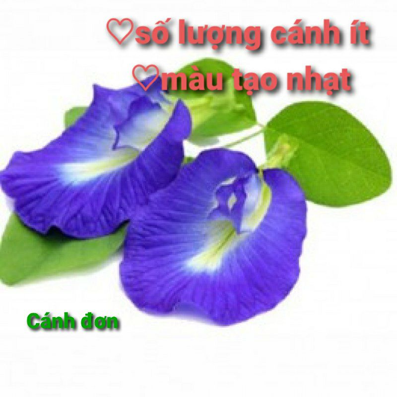 Hoa đậu biếc khô cánh kép, ra màu đậm, tặng free hạt