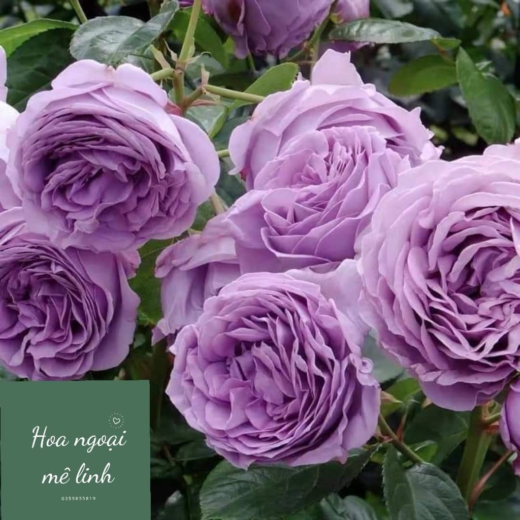 Hoa Hồng Blue strome  tím đẹp hương thơm hoa quả- Hoa ngoại mê linh