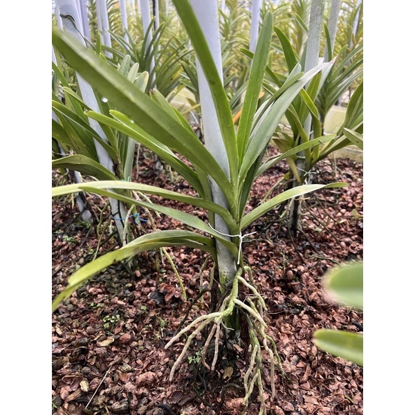 Hoa Lan Mokara - màu vàng nến cây giống cao 20-25cm