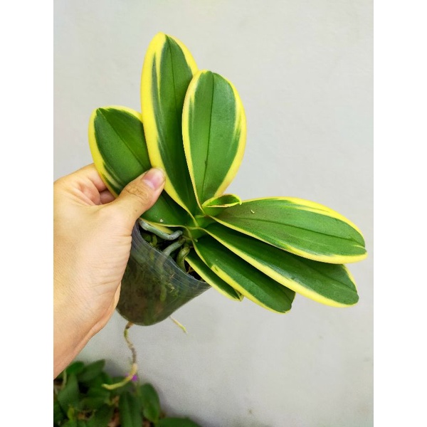 Hồ điệp lá biên phát tài