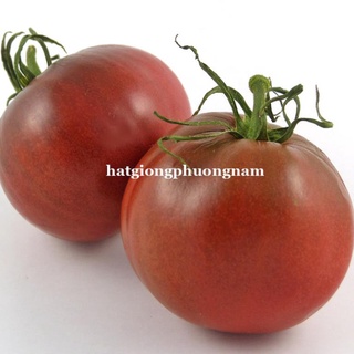 5H - HẠT GIỐNG CÀ CHUA CHOCOLA